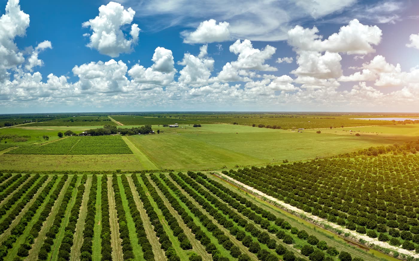 Campo de chinas en Florida